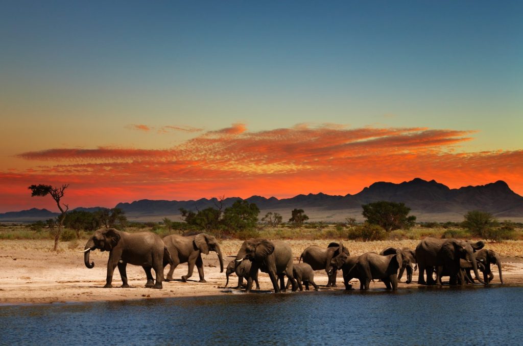 Herd of elephants in african savanna — Photo