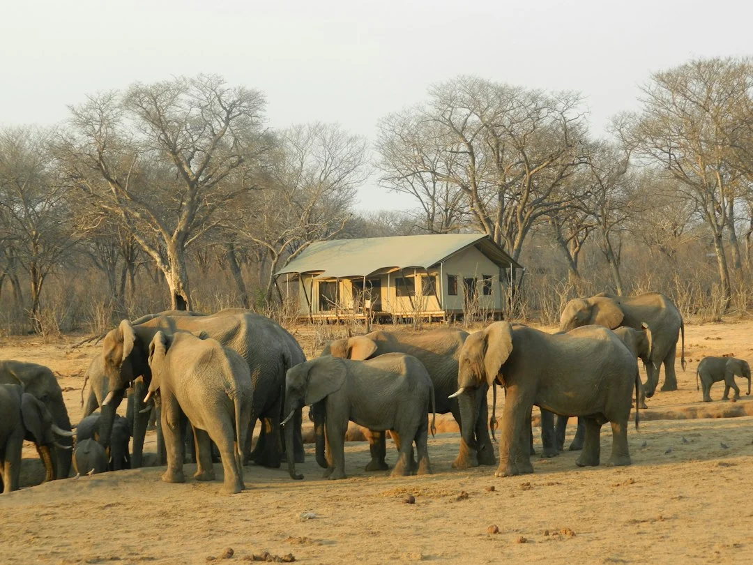 A herd of elephants.