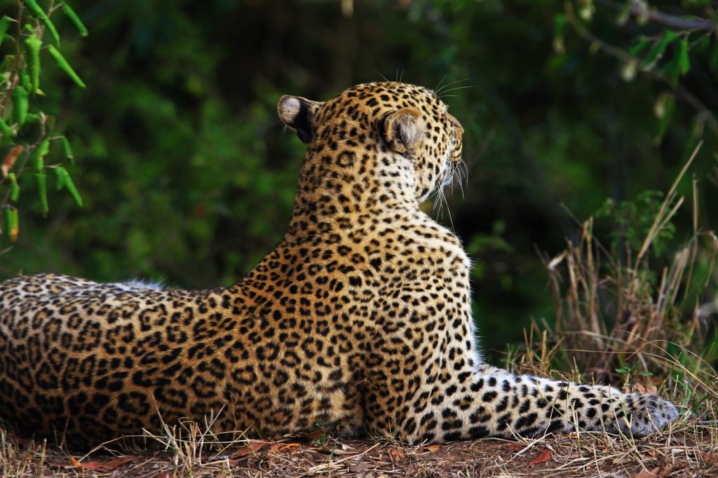 photo of leopard sitting near grass
